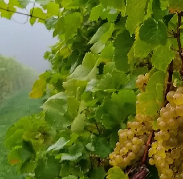 vineyard with golden grapes